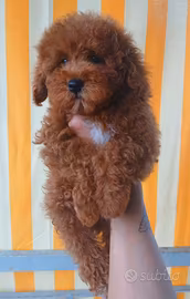 Barboncino Toy Red