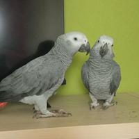 Cenerino coda rossa allevato a mano