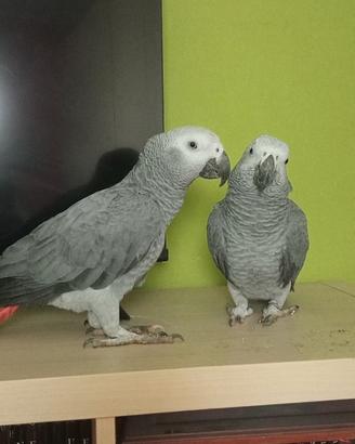 Cenerino coda rossa allevato a mano