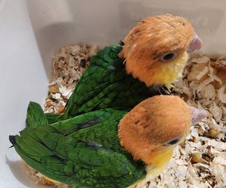 Caicco testa gialla pappagalli