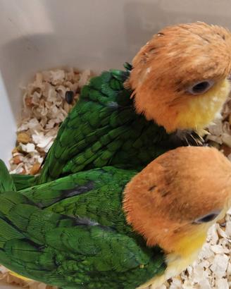 Caicco testa gialla pappagalli