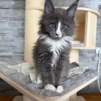 Maine Coon Cuccioli con Pedigree