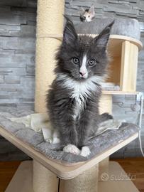 Maine Coon Cuccioli con Pedigree