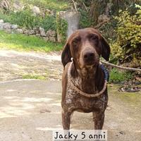 Cagnolina bracco tedesco