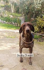 Cagnolina bracco tedesco