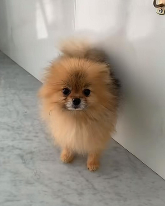 Spitz Pomerania