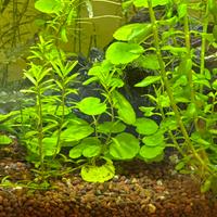 Rotala, rotala orange juice, rotala blood per acqu