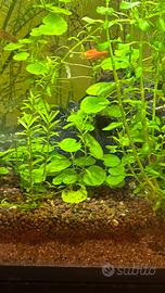 Rotala, rotala orange juice, rotala blood per acqu