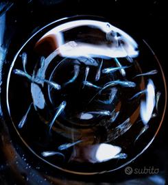 Medaka miyuki sfumature blù