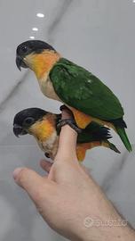 Caicco testa nera