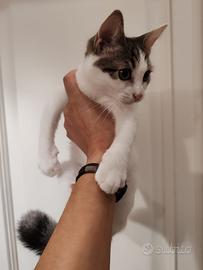 Cherie, gattina bianca e grigia in ADOZIONE