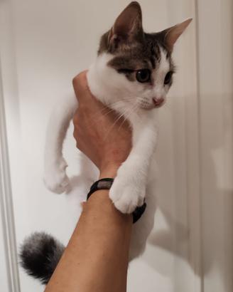 Cherie, gattina bianca e grigia in ADOZIONE