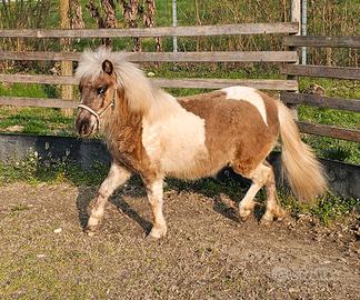 Pony femmina