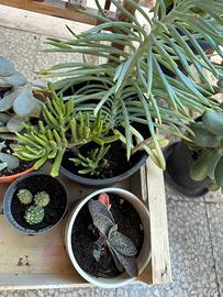 Piante grasse, cactus e succulente