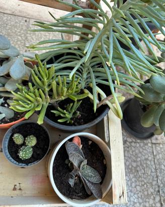 Piante grasse, cactus e succulente