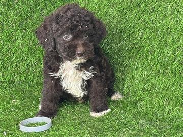 Lagotto romagnolo