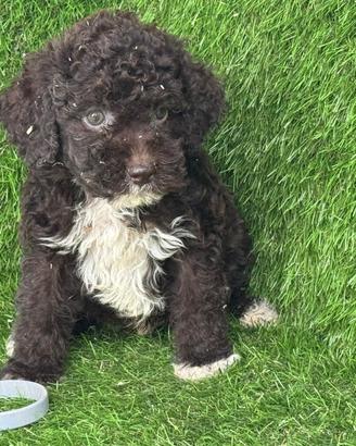 Lagotto romagnolo