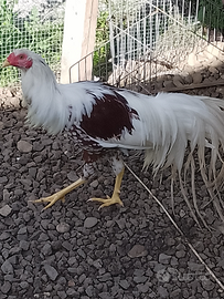 Gallo yokohama