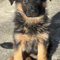 Cucciola di pastore tedesco