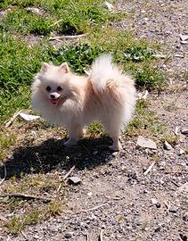 Spitz pomeriana
