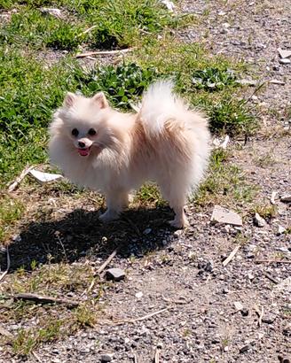Spitz pomeriana
