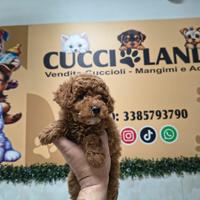 Barboncino toy red 2M 2F anche a rate a distanza