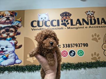 Barboncino toy red 2M 2F anche a rate a distanza