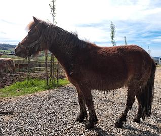 Pony shetland femmina 7 anni