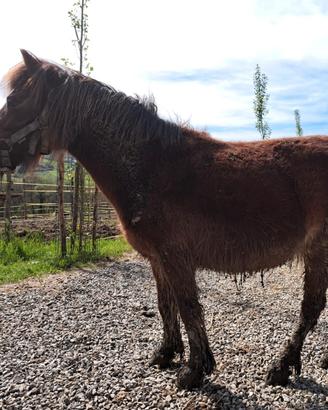 Pony shetland femmina 7 anni