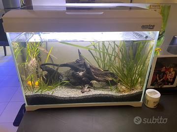 Acquario