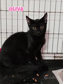 Oliva gattina nera di 4 mesi