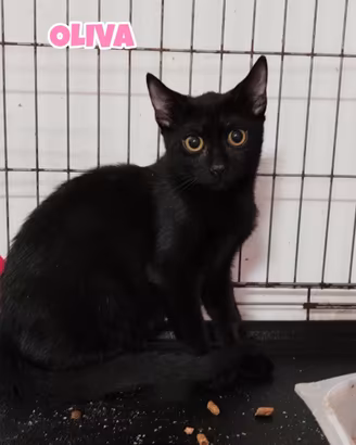 Oliva gattina nera di 4 mesi