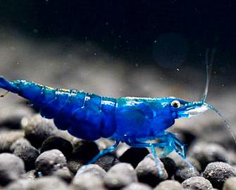 Piante acquario e caridine