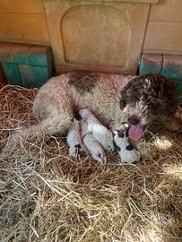 Lagotto romagnolo