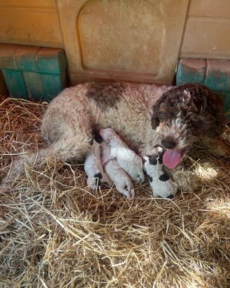 Lagotto romagnolo