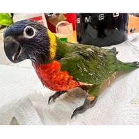 Pulli di Lori arcobaleno