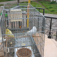 Coppia Canarini con gabbia