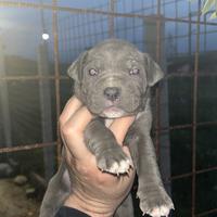 Pitt Bull Ukc