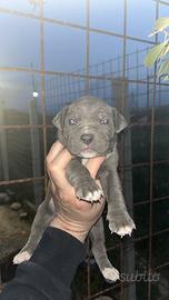 Pitt Bull Ukc