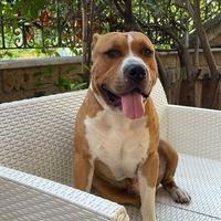 Amstaff