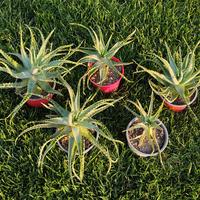 Piantine Aloe Arborescens