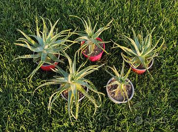 Piantine Aloe Arborescens