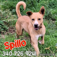 Spillo,2 anni,taglia piccola