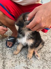 Cani meticci