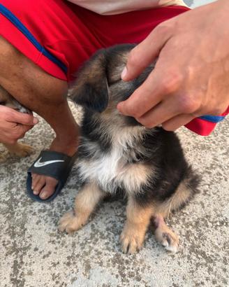 Cani meticci