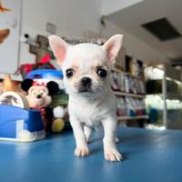 Chihuahua