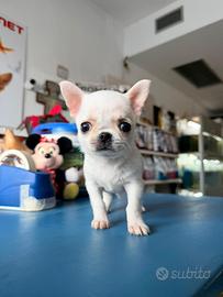 Chihuahua
