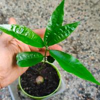 Lúcuma pianta da frutto 