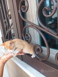 Gattino Arancio