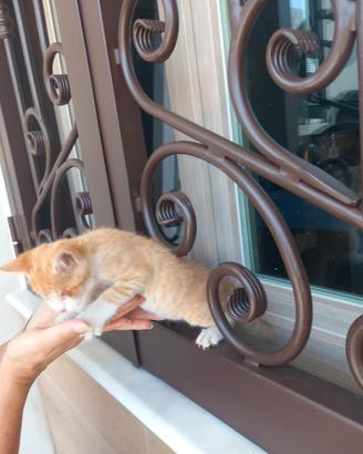 Gattino Arancio